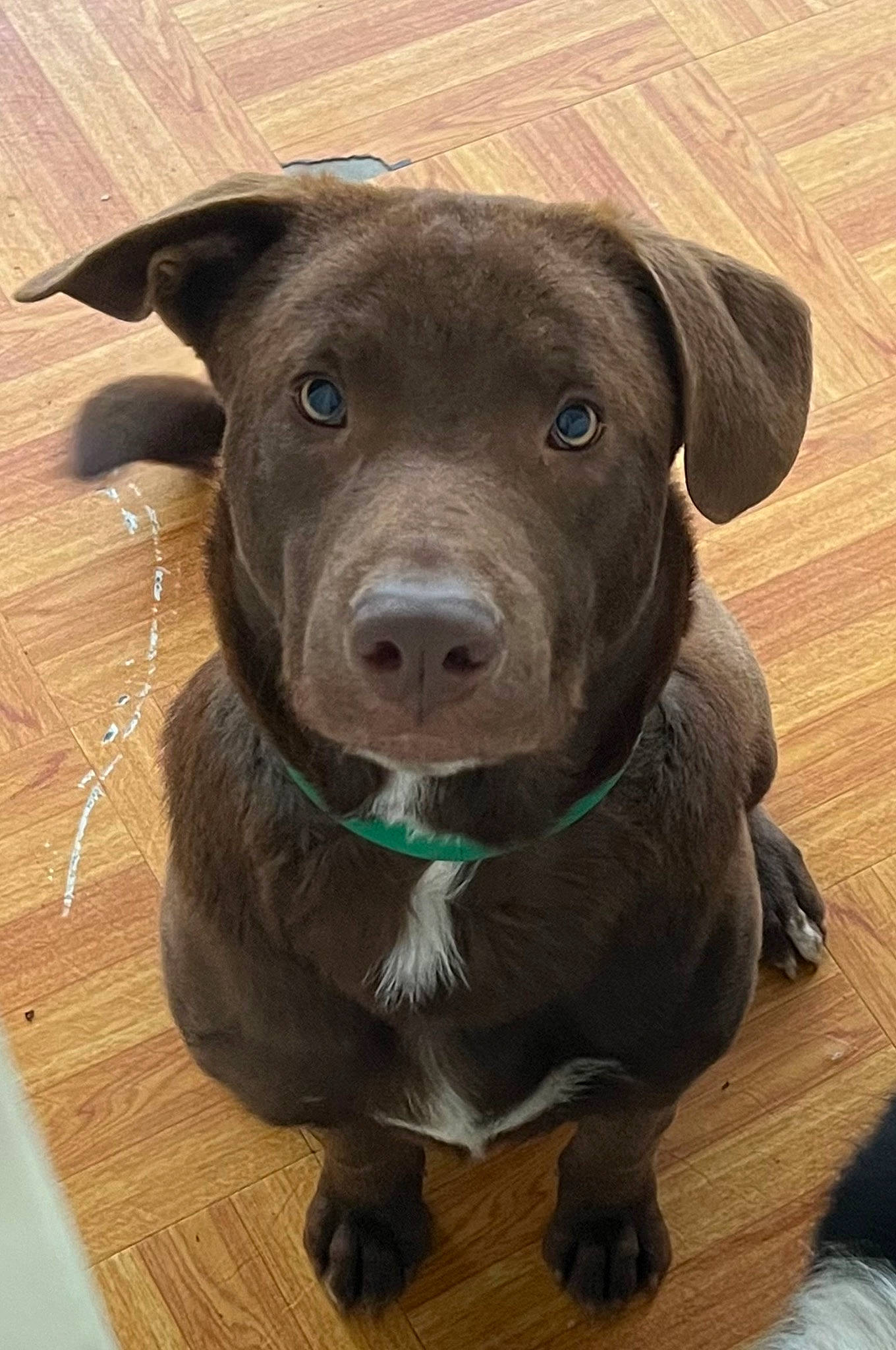 Brownie joined the competition — help win amazing prizes! borador, carnivore, collar, companion_dog, dog, dog_breed, eye, fawn, flooring, fur, hardwood, head, liver, snout, sporting_group, terrestrial_animal, whiskers, wood, wood_stain, working_animal