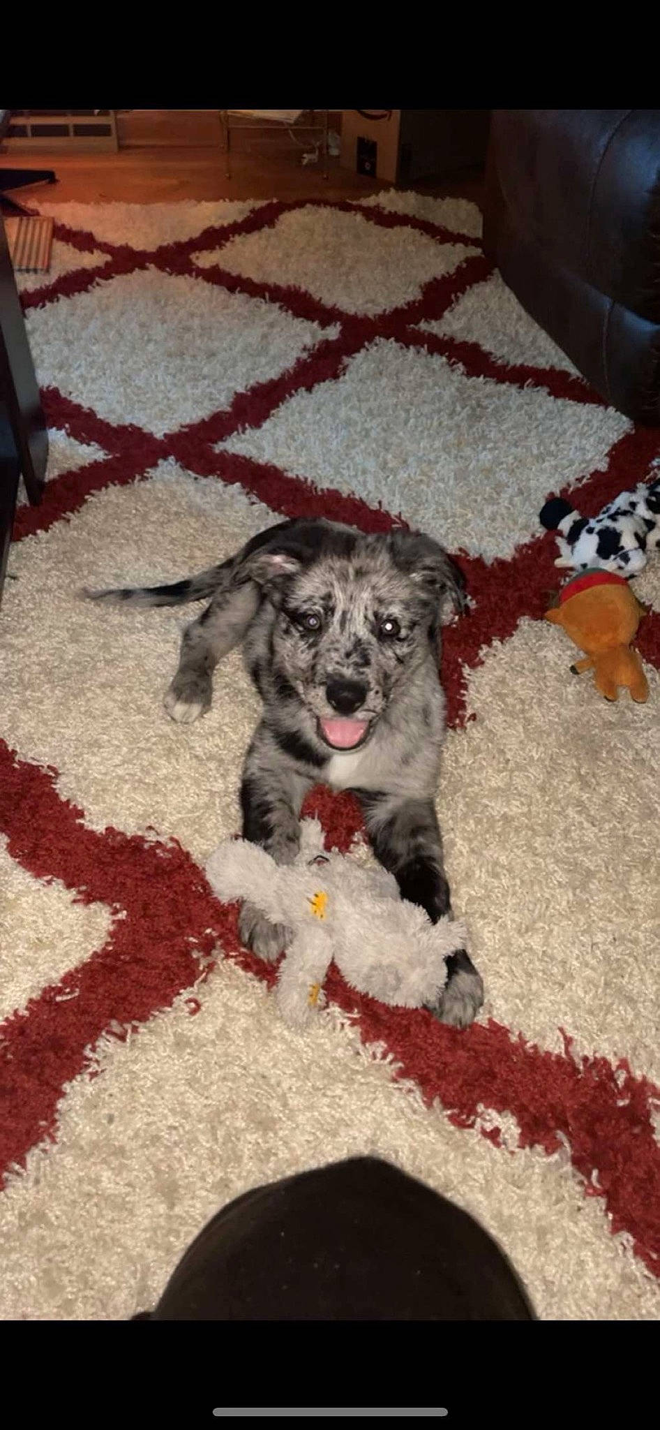 Merle is registered to the contest to win money with this photo: canidae, carmine, carnivore, carpet, companion_dog, dog, dog_breed, dog_supply, fawn, flooring, fur, non_sporting_group, pattern, paw, puppy, sporting_group, tail, working_animal, working_dog