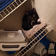 Midnight joined the competition — help win amazing prizes! black_cat, cat, towel, wire_shelf, plastic_container, shoe, bottle, clutter, indoor, corner, pet, feline, domestic_animal, collar, resting, cozy, dim_light, household_items, floor, walls