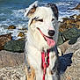 Rixie participe au concours pour gagner de l'argent avec cette photo : black_fur, brown_fur, canine, coast, daytime, dog, fluffy, happy, leash, nature, ocean, outdoor, pet, rocks, sky, sunny, tongue_out, water, waves, white_fur