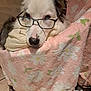 animal, blanket, comfort, cozy, cute, dog, domestic, ears, face, floral_pattern, fur, glasses, indoors, nose, pet, pink, relaxed, resting, tile_floor, wearing
