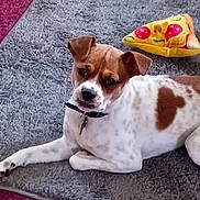 Norman is registered to the contest to win money with this photo: dog, puppy, brown, white, heart_shaped_patch, collar, toy, pizza_toy, carpet, rug, indoor, pet, laying_down, curious, cute, animal, furry, domestic, companion, relaxing