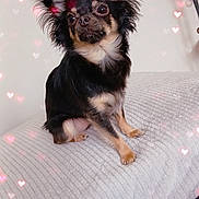Vaiana participe au concours pour gagner de l'argent avec cette photo : dog, pet, chihuahua, black_and_tan, sitting, blanket, indoor, cute, small_dog, fur, ears, face, animal, cozy, heart_lights, decor, portrait, looking_up, adorable, companion