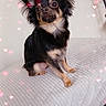 dog, pet, chihuahua, black_and_tan, sitting, blanket, indoor, cute, small_dog, fur, ears, face, animal, cozy, heart_lights, decor, portrait, looking_up, adorable, companion