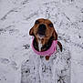 Neige a rejoint le concours — aidez-le/la à gagner de superbes lots ! animal, brown_dog, canine, cold, curious, cute, dog, fur, ground, looking_up, nature, outdoor, pet, pink_sweater, playful, small_dog, snow, tire_tracks, walking, winter