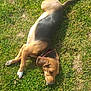 Neige a rejoint le concours — aidez-le/la à gagner de superbes lots ! animal, black, brown, canine, collar, daylight, dog, ears, grass, laying_down, nature, outdoor, peaceful, pet, relaxed, sleeping, snout, summer, sunlight, white