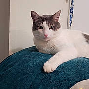 Smokey joined the competition — help win amazing prizes! cat, gray_and_white, pet, indoor, blanket, relaxed, feline, animal, cute, home, resting, fur, whiskers, paw, looking_at_camera, teal_blanket, wall, phone, keys, hanging