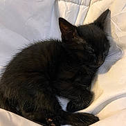 Baïda participe au concours pour gagner de l'argent avec cette photo : adorable, animal, black_kitten, blanket, cozy, cute, domestic_cat, feline, fur, indoor, nap, peaceful, pet, quiet, resting, sleeping_cat, small, soft, whiskers, young_cat