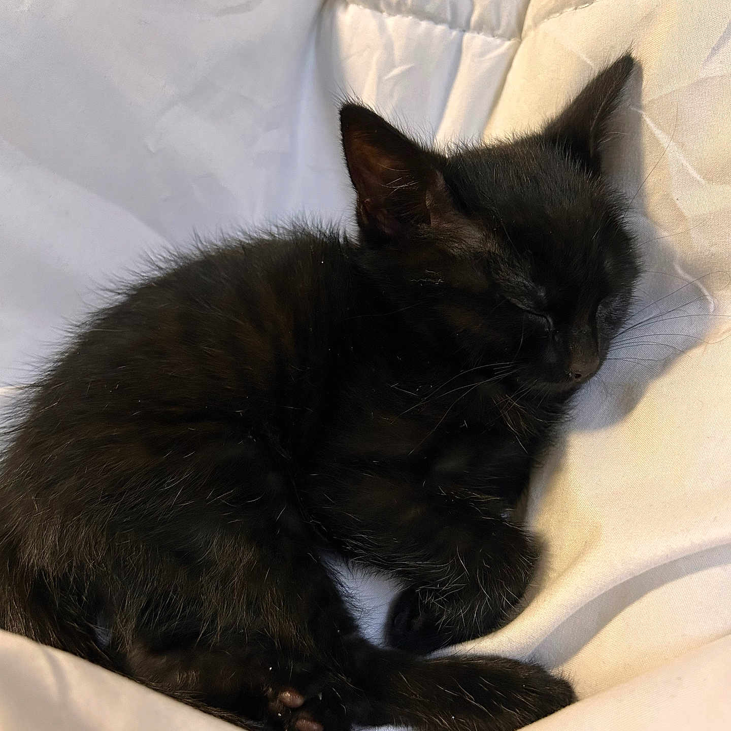 Baïda participe au concours pour gagner de l'argent avec cette photo : adorable, animal, black_kitten, blanket, cozy, cute, domestic_cat, feline, fur, indoor, nap, peaceful, pet, quiet, resting, sleeping_cat, small, soft, whiskers, young_cat