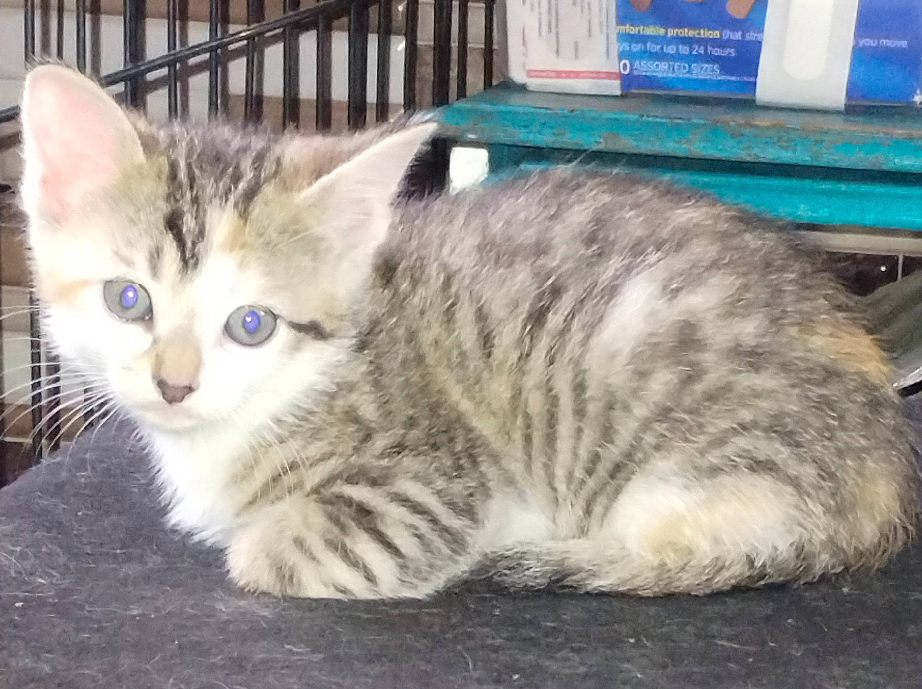 Baby Girl is registered to the contest to win money with this photo: carnivore, cat, claw, domestic_short_haired_cat, felidae, fence, fur, paw, sitting, small_to_medium_sized_cats, snout, tail, whiskers