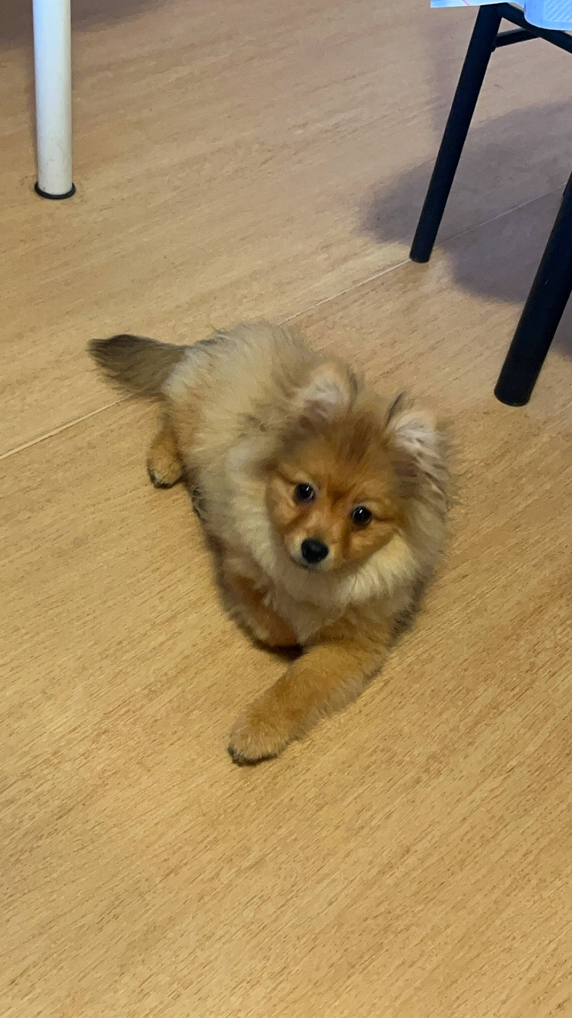 Zena participe au concours pour gagner de l'argent avec cette photo : canidae, carnivore, companion_dog, dog, dog_breed, fawn, flooring, fur, german_spitz, german_spitz_klein, german_spitz_mittel, hardwood, snout, spitz, sporting_group, tail, toy_dog, whiskers, wood, working_animal