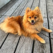 Zena participe au concours pour gagner de l'argent avec cette photo : animal, canine, close_up, companion, cute, dog, domestic_animal, fluffy, fur, happy, leash, lying_down, outdoor, pet, planks, pomeranian, small_dog, smiling, tongue_out, wood
