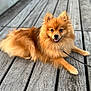 animal, canine, close_up, companion, cute, dog, domestic_animal, fluffy, fur, happy, leash, lying_down, outdoor, pet, planks, pomeranian, small_dog, smiling, tongue_out, wood