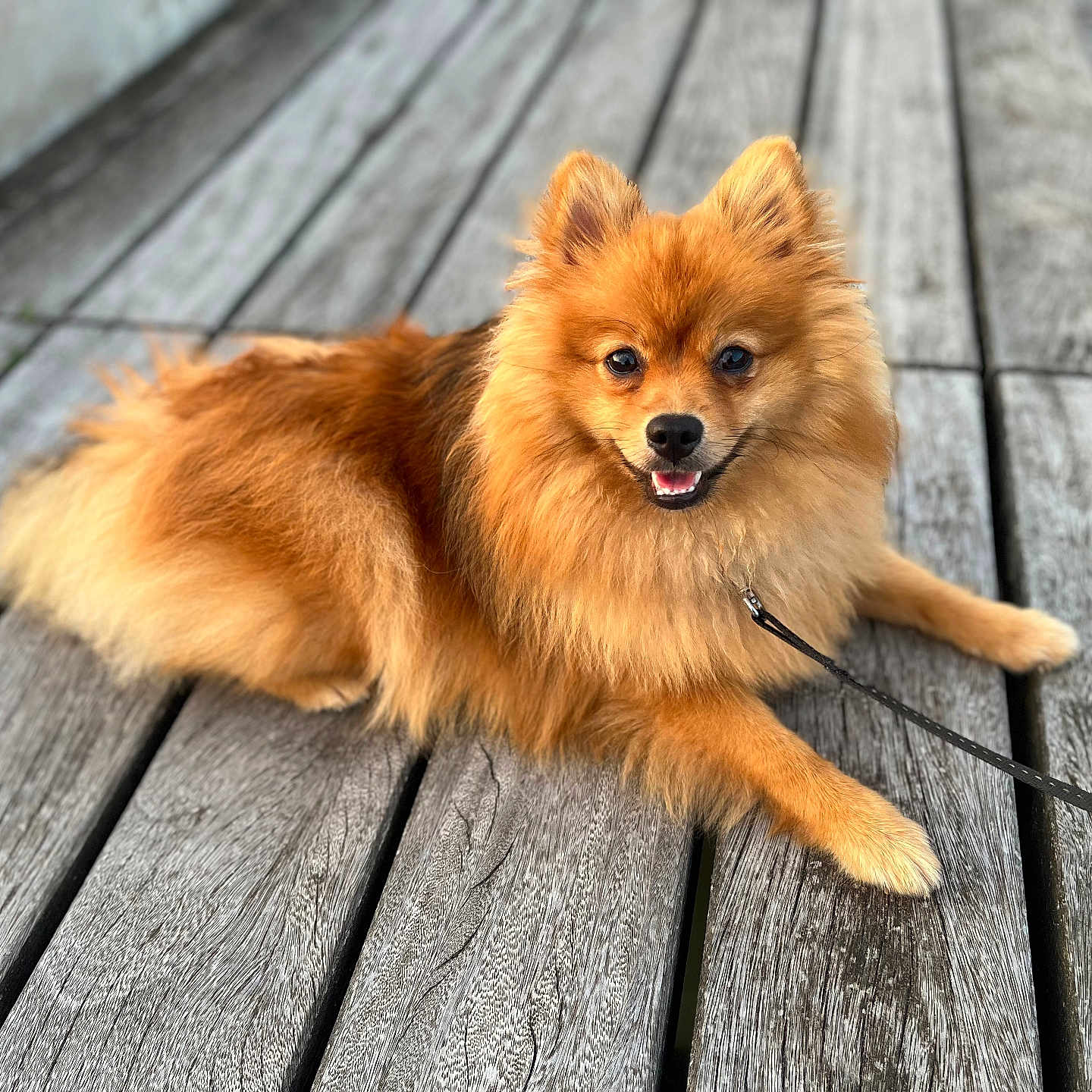 Zena