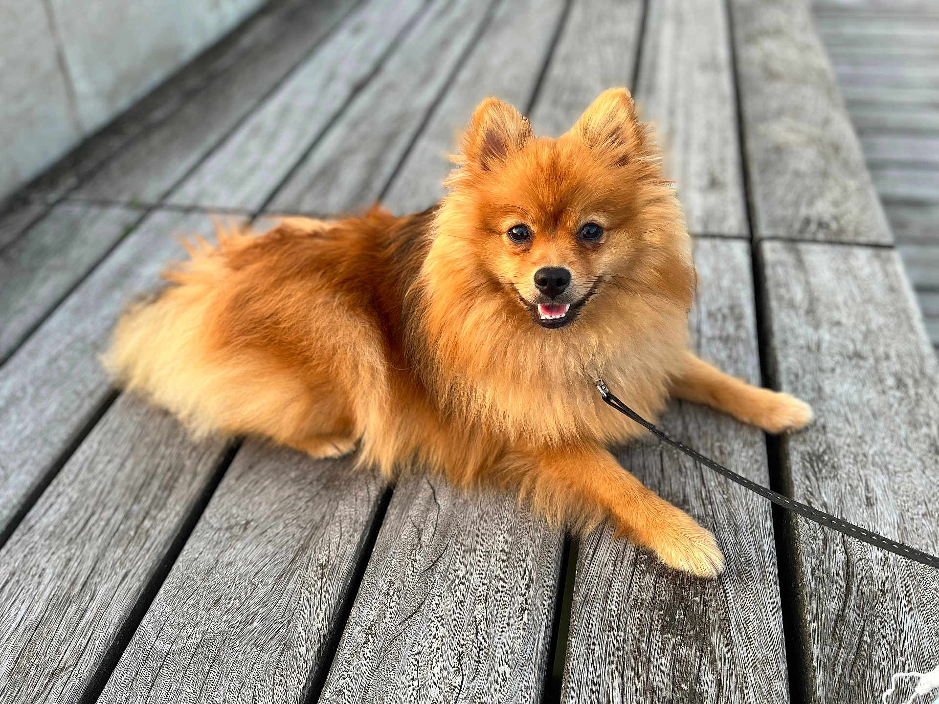 Zena