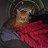 animal, appliance, cat, circular, closeup, cozy, domestic, dryer, fabric, feline, fur, household, indoor, laundry, metal, orange_tabby, pet, resting, textile, towel