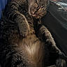 Pebbles joined the competition — help win amazing prizes! cat, tabby_cat, sleeping, relaxed, pet, fur, whiskers, paw, close_up, indoor, person, tshirt, resting, cozy, cute, animal, companion, nap, soft, comfort
