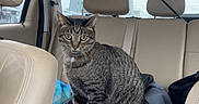 Pebbles joined the competition — help win amazing prizes! animal, backseat, beige_seats, car_interior, cat, clothes, curious, fishing_rod, gray_stripes, headrest, indoor, looking, pet, seatbelt, sitting, tabby_cat, transportation, travel, water_bottle, window
