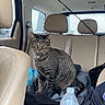 cat, tabby_cat, car_interior, beige_seats, water_bottle, clothes, fishing_rod, window, headrest, seatbelt, backseat, curious, pet, animal, indoor, transportation, travel, gray_stripes, sitting, looking