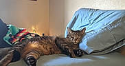 Pebbles joined the competition — help win amazing prizes! cat, tabby_cat, sleeping, couch, pillow, blanket, indoor, wall_art, relaxing, furniture, cozy, pet, animal, resting, home, living_room, comfortable, feline, domestic_animal, cute