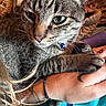 cat, tabby_cat, pet, animal, close_up, green_eyes, fur, whiskers, paw, hand, tattoo, bracelet, human_hand, indoor, blanket, cozy, resting, comfort, relaxed, portrait