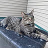 Pebbles is registered to the contest to win money with this photo: cat, tabby, animal, pet, feline, resting, outdoor, cushion, striped, fur, whiskers, ears, collar, green_eyes, porch, house, relaxed, side_view, domestic_cat, daylight