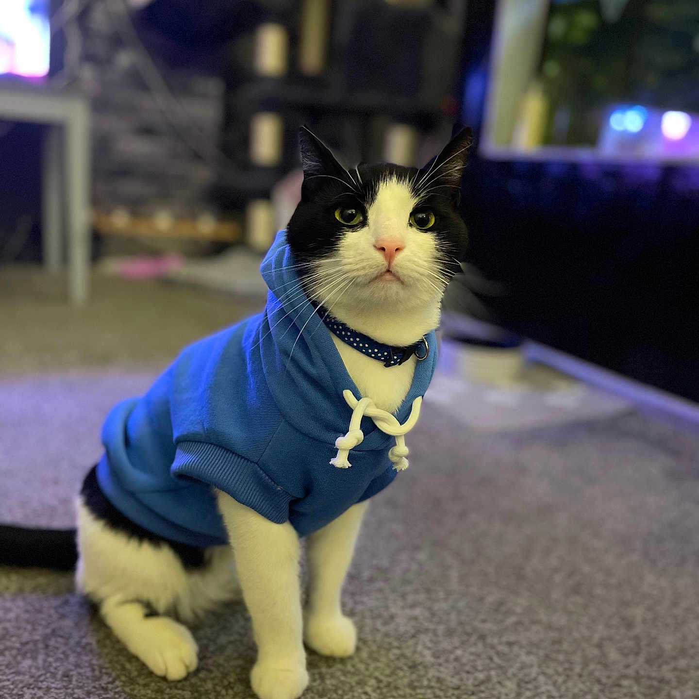 Gizmo is registered to the contest to win money with this photo: accessories, animal, cat, clothing, coat, computerhardware, electronics, hardware, hoodie, kitten, knitwear, lighting, manx, monitor, pet, screen, strap, sweater, sweatshirt, tv