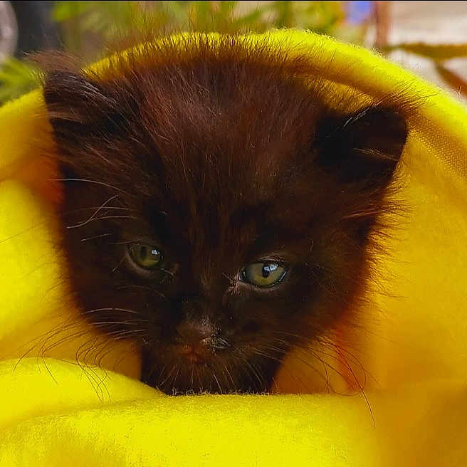 Elvis Presley is registered to the contest to win money with this photo: adorable, animal, black_cat, close_up, cozy, cute, eyes, fur, furry, indoor, kitten, mammal, pet, portrait, resting, sleepy, soft, whiskers, yellow_blanket, young