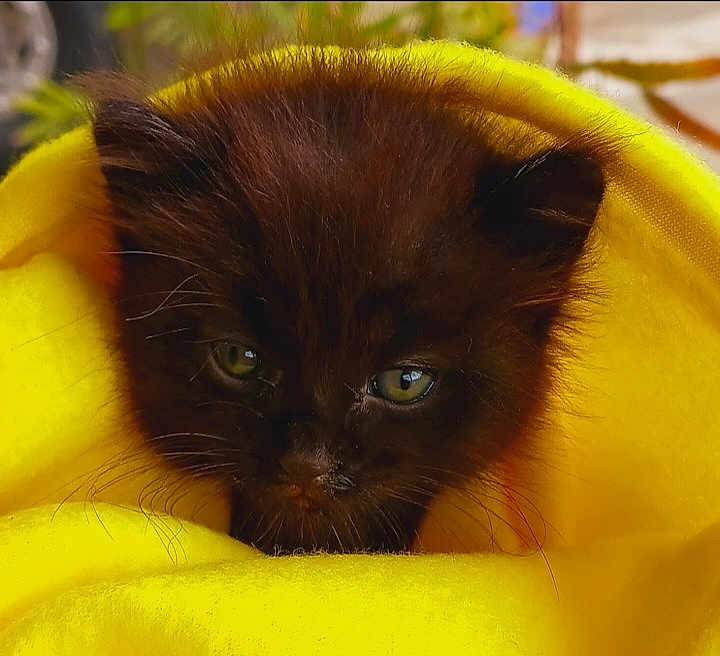 Elvis Presley is registered to the contest to win money with this photo: kitten, black_cat, yellow_blanket, pet, animal, cute, furry, cozy, close_up, eyes, whiskers, soft, indoor, resting, mammal, young, portrait, sleepy, adorable, fur