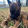 puppy, dog, grass, outdoor, close_up, ears, brown_fur, black_muzzle, cute, portrait, young, pet, animal, leaf, lawn, snout, whiskers, playful, shallow_depth_of_field, daylight