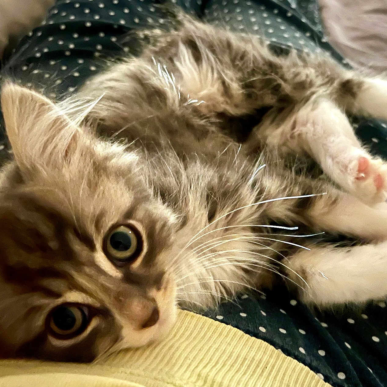 Ange a rejoint le concours — aidez-le/la à gagner de superbes lots ! animal, black, cat, close_up, clothing, cute, eyes, fur, furry, indoor, kitten, lap, paws, pet, polka_dot, relaxed, resting, whiskers, white, yellow