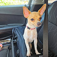 Precious joined the competition — help win amazing prizes! chihuahua, dog, pet_carrier, car, seatbelt, small_dog, animal, inside, window, daylight, ears, curious, travel, companion, cute, fur, pink_collar, black_carrier, vehicle, road_trip