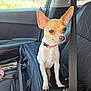 chihuahua, dog, pet_carrier, car, seatbelt, small_dog, animal, inside, window, daylight, ears, curious, travel, companion, cute, fur, pink_collar, black_carrier, vehicle, road_trip