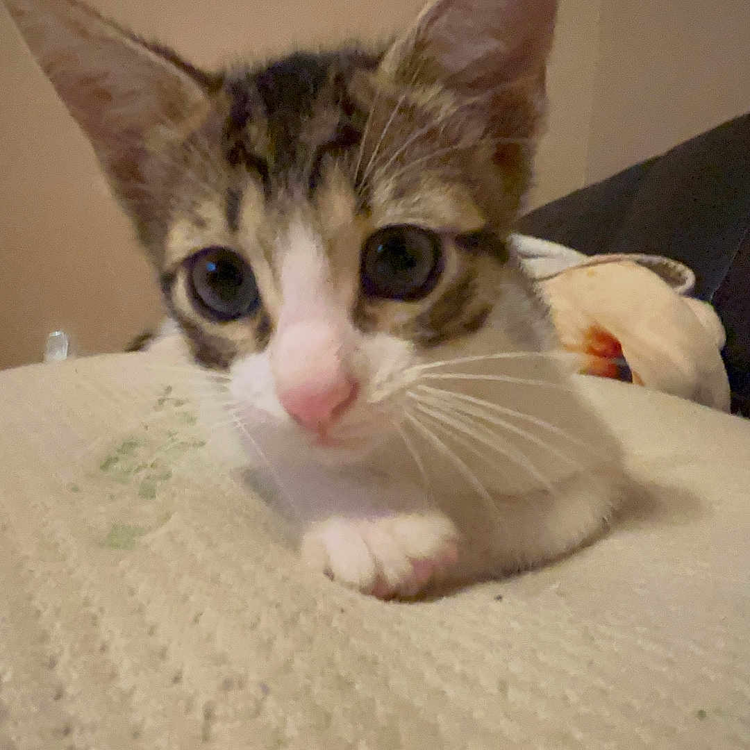 Ziggy is registered to the contest to win money with this photo: animal, background_cat, bed, cat, close_up, curious, domestic, eyes, fur, handle, indoor, kitten, paws, pet, pink_nose, resting, suitcase, texture, wall, whiskers