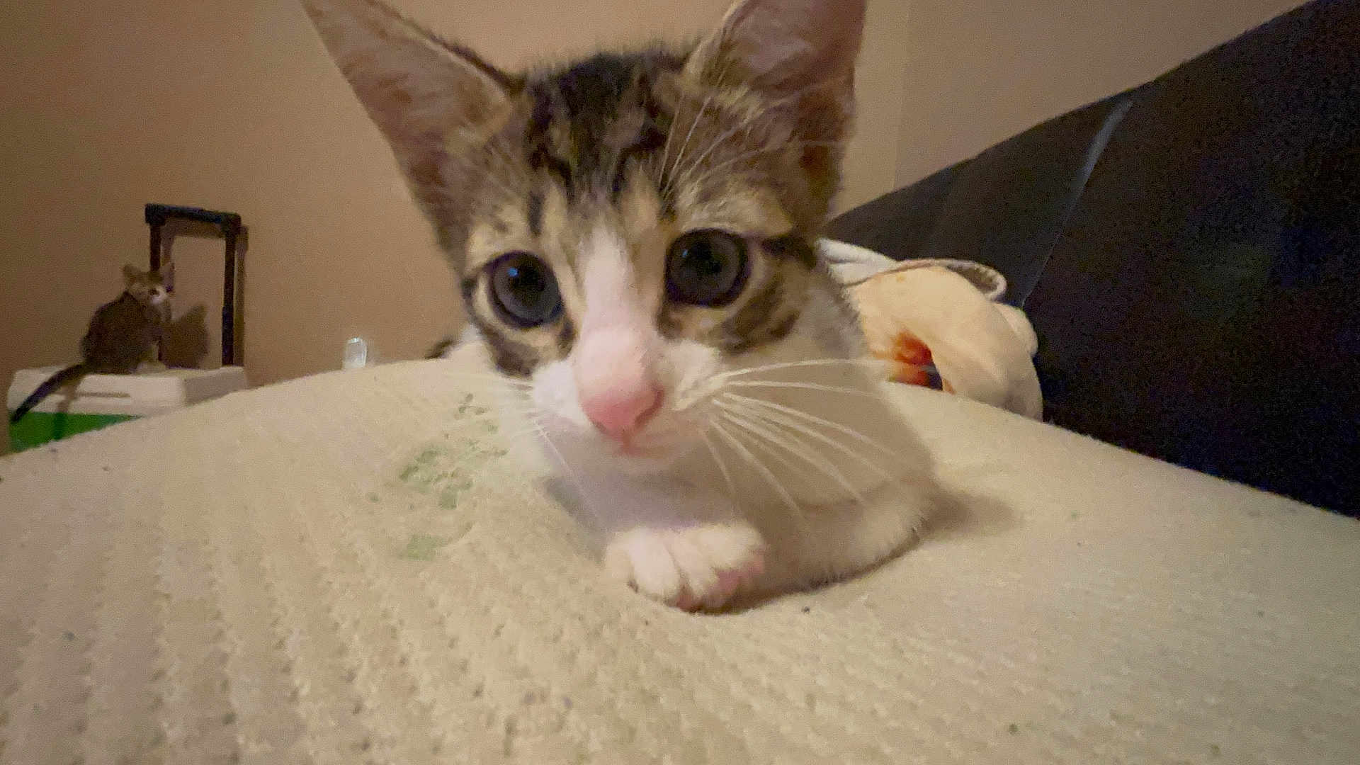 Ziggy is registered to the contest to win money with this photo: kitten, cat, indoor, close_up, curious, pink_nose, whiskers, fur, bed, texture, background_cat, suitcase, handle, wall, domestic, pet, animal, eyes, paws, resting