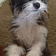 Zoey is registered to the contest to win money with this photo: animal, brown, carpet, closeup, companion, couch, cute, dog, domestic, ears, eyes, fluffy, fur, indoor, nose, paw, pet, portrait, scruffy, white