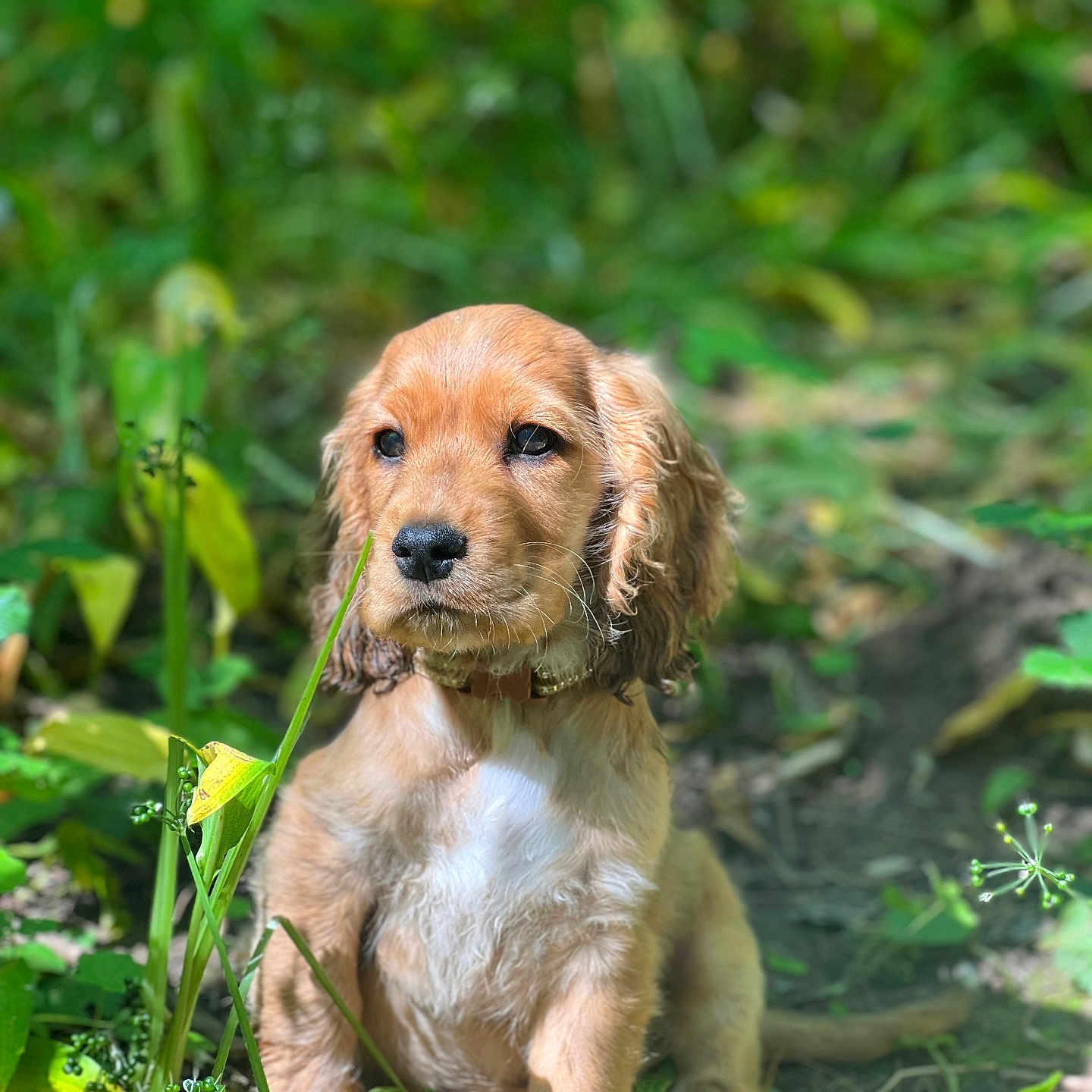 Baïko