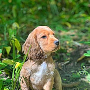 Baïko participe au concours pour gagner de l'argent avec cette photo : adorable, animal, canine, cute, daylight, dog, fur, golden_retriever, grass, greenery, leaf, nature, outdoor, pet, plant, portrait, puppy, sitting, sunlight, young