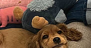 Baïko participe au concours pour gagner de l'argent avec cette photo : blanket, brown, couch, cozy, cute, dog, ears, fur, home, indoor, jeans, nose, owl, pet, plush_toy, puppy, relaxation, resting, soft, stuffed_animal