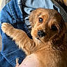 Baïko a rejoint le concours — aidez-le/la à gagner de superbes lots ! adorable, animal, canine, closeup, clothing, cuddly, curious, cute, dog, fur, golden, indoor, jeans, looking, pet, puppy, relaxed, resting, soft, young