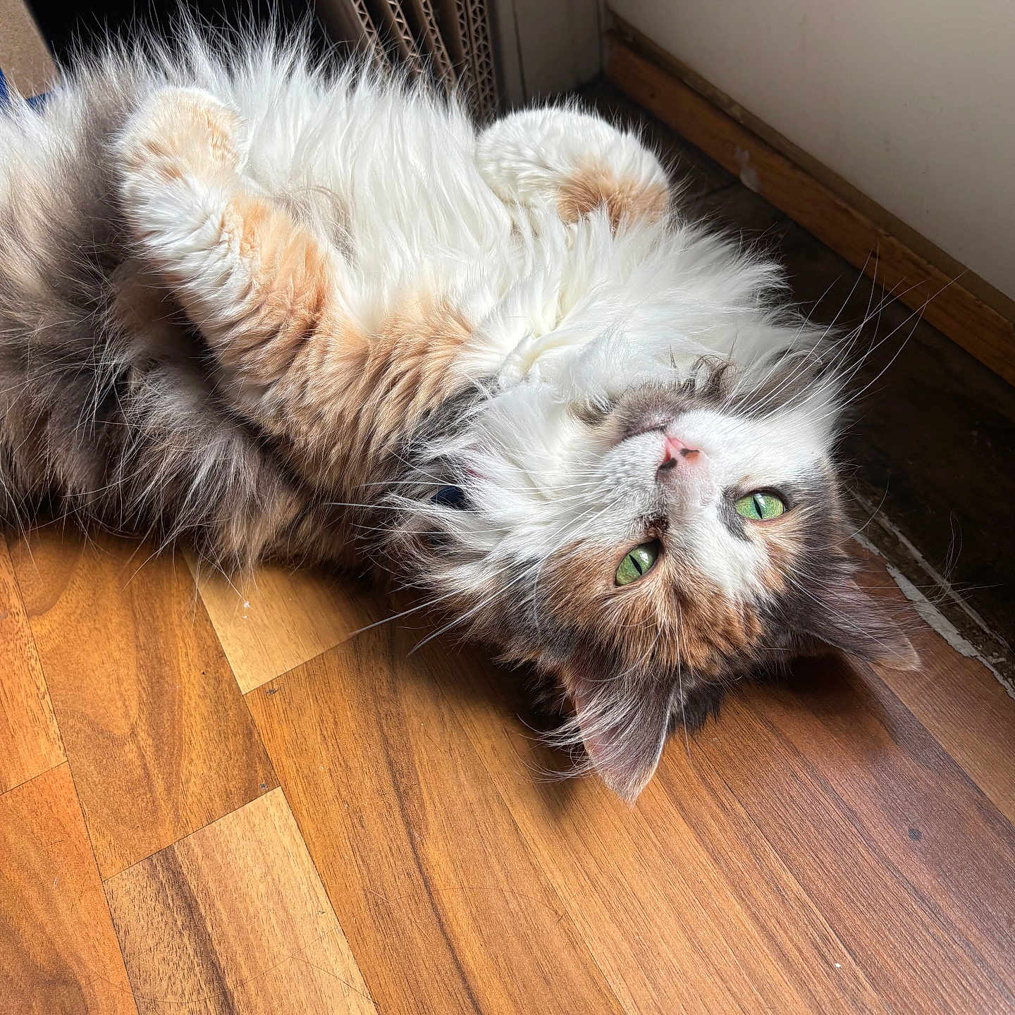 Clementine