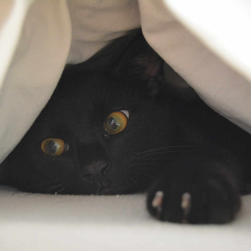Mio participe au concours pour gagner de l'argent avec cette photo : animal, black_cat, blanket, cat, closeup, cozy, curious, cute, eyes, feline, fur, hidden, indoor, mystery, paw, pet, playful, resting, soft, whiskers