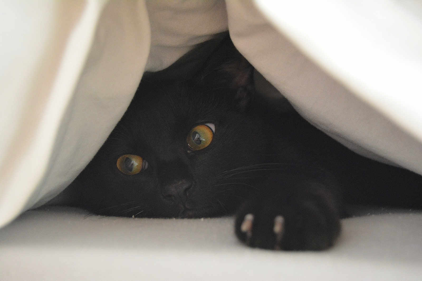 Mio participe au concours pour gagner de l'argent avec cette photo : black_cat, cat, pet, animal, eyes, paw, blanket, cozy, indoor, curious, feline, cute, whiskers, soft, hidden, playful, fur, mystery, resting, closeup