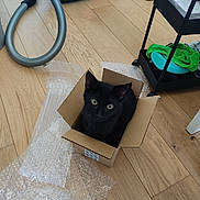 Mio a rejoint le concours — aidez-le/la à gagner de superbes lots ! black_cat, cardboard_box, bubble_wrap, wooden_floor, vacuum_cleaner, rolling_cart, indoor, pet, animal, curious, flooring, small_box, cat_eyes, cat_face, domestic_cat, household_item, cleaning_equipment, storage_cart, home, sitting