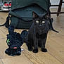 Mio a rejoint le concours — aidez-le/la à gagner de superbes lots ! black_cat, plush_toy, wooden_floor, backpack, indoor, pet, animal, toy, floor, chair, furniture, cute, small, sitting, curious, domestic, young, eye, ears, winking
