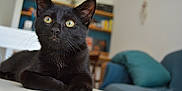 Mio participe au concours pour gagner de l'argent avec cette photo : black_cat, cat, pet, animal, indoor, living_room, furniture, couch, pillow, table, yellow_eyes, whiskers, fur, domestic_cat, close_up, relaxed, alert, houseplant, bookshelf, cozy