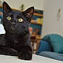 black_cat, cat, pet, animal, indoor, living_room, furniture, couch, pillow, table, yellow_eyes, whiskers, fur, domestic_cat, close_up, relaxed, alert, houseplant, bookshelf, cozy