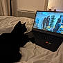 Mio participe au concours pour gagner de l'argent avec cette photo : cat, black_cat, bed, blanket, laptop, screen, people, indoor, technology, watching, pet, animal, comfort, relaxation, furniture, room, curtain, soft_lighting, human, electronics