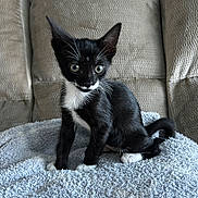 Angel joined the competition — help win amazing prizes! kitten, cat, black_and_white, pet, animal, feline, sitting, blanket, couch, indoor, young, cute, whiskers, ears, tail, fur, alert, domestic_animal, small, cozy