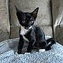 kitten, cat, black_and_white, pet, animal, feline, sitting, blanket, couch, indoor, young, cute, whiskers, ears, tail, fur, alert, domestic_animal, small, cozy